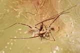 Detailed Fossil Spider (Araneae) In Baltic Amber #325258-1